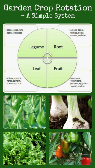 Image for Garden Crop Rotation